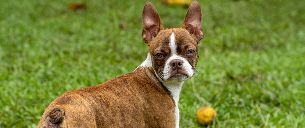 Dijiste NO, hasta que conociste a un Boston Terrier.