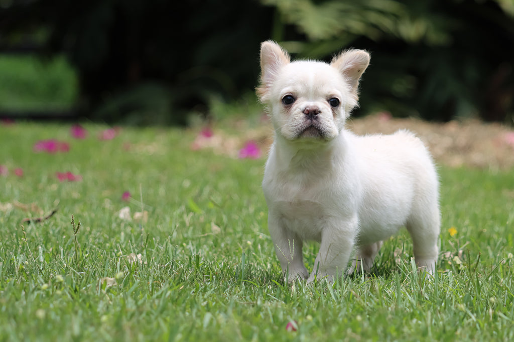 Tips de Entrenamiento Básico para tu Perro.