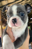 Rio - Boston Terrier